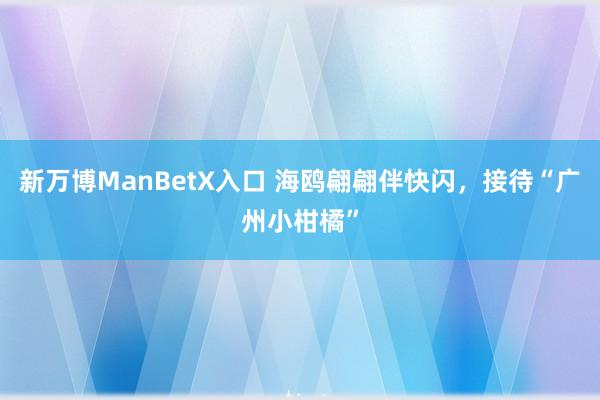 新万博ManBetX入口 海鸥翩翩伴快闪，接待“广州小柑橘”